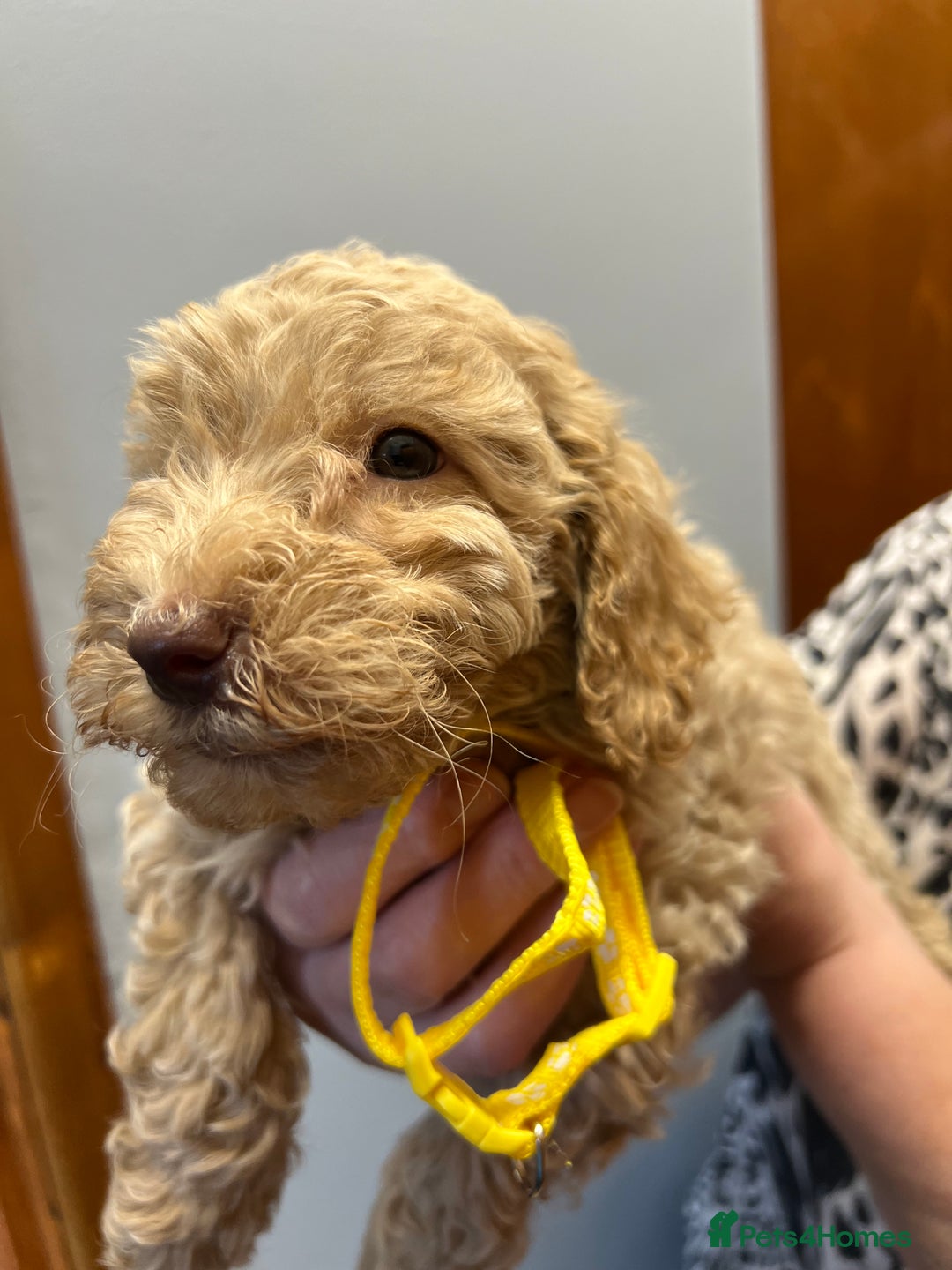 Miniature Poodle dogs for sale: Miniature poodles  - Image 12