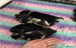 Mixed Breed dogs for sale: Ready now old Tyme English- British bulldogs  - Image 7