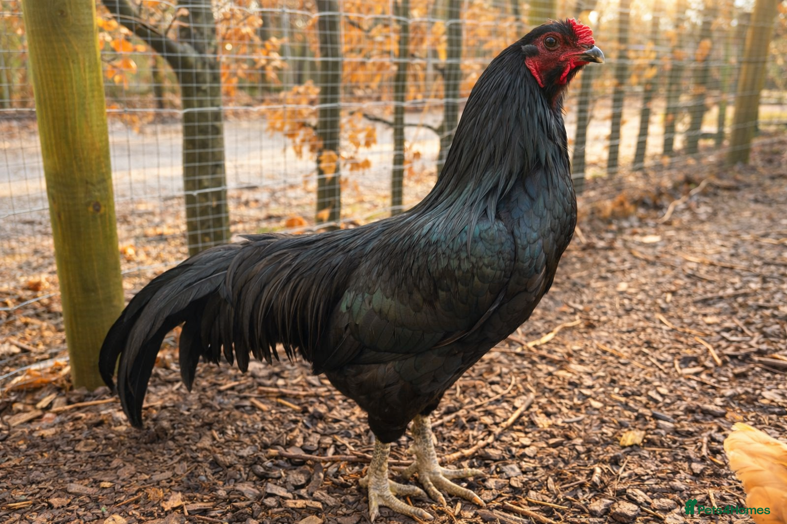 Chickens poultry Rare Black Sumatra Hatching Eggs - Pack of 6  - Advert 1