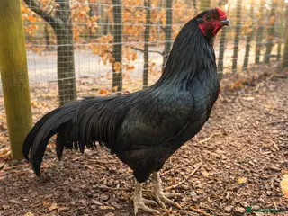 Chickens poultry Rare Black Sumatra Hatching Eggs - Pack of 6 - Advert 1