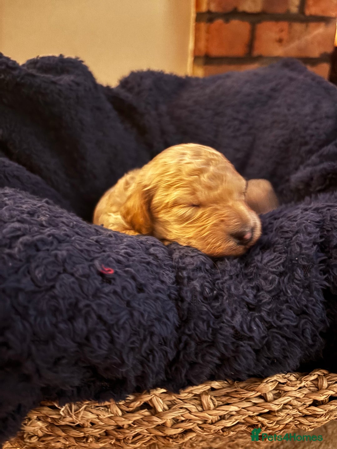 Cavapoochon dogs for sale: 5 cavapoochon puppies looking for forever homes - Image 7