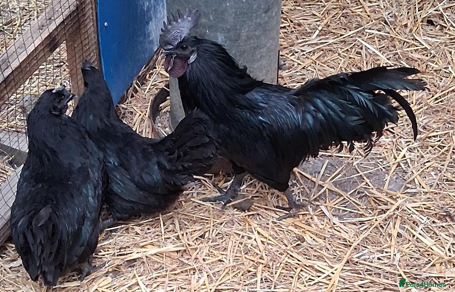 Chickens poultry Ayam cemani large fowl  - Advert 1