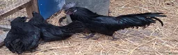Chickens poultry for sale: Ayam cemani large fowl  - Advert 1