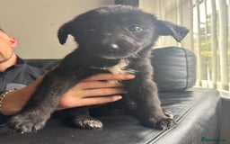Mixed Breed dogs for sale: Belgian shepherd x German shepherd / lab - Image 2