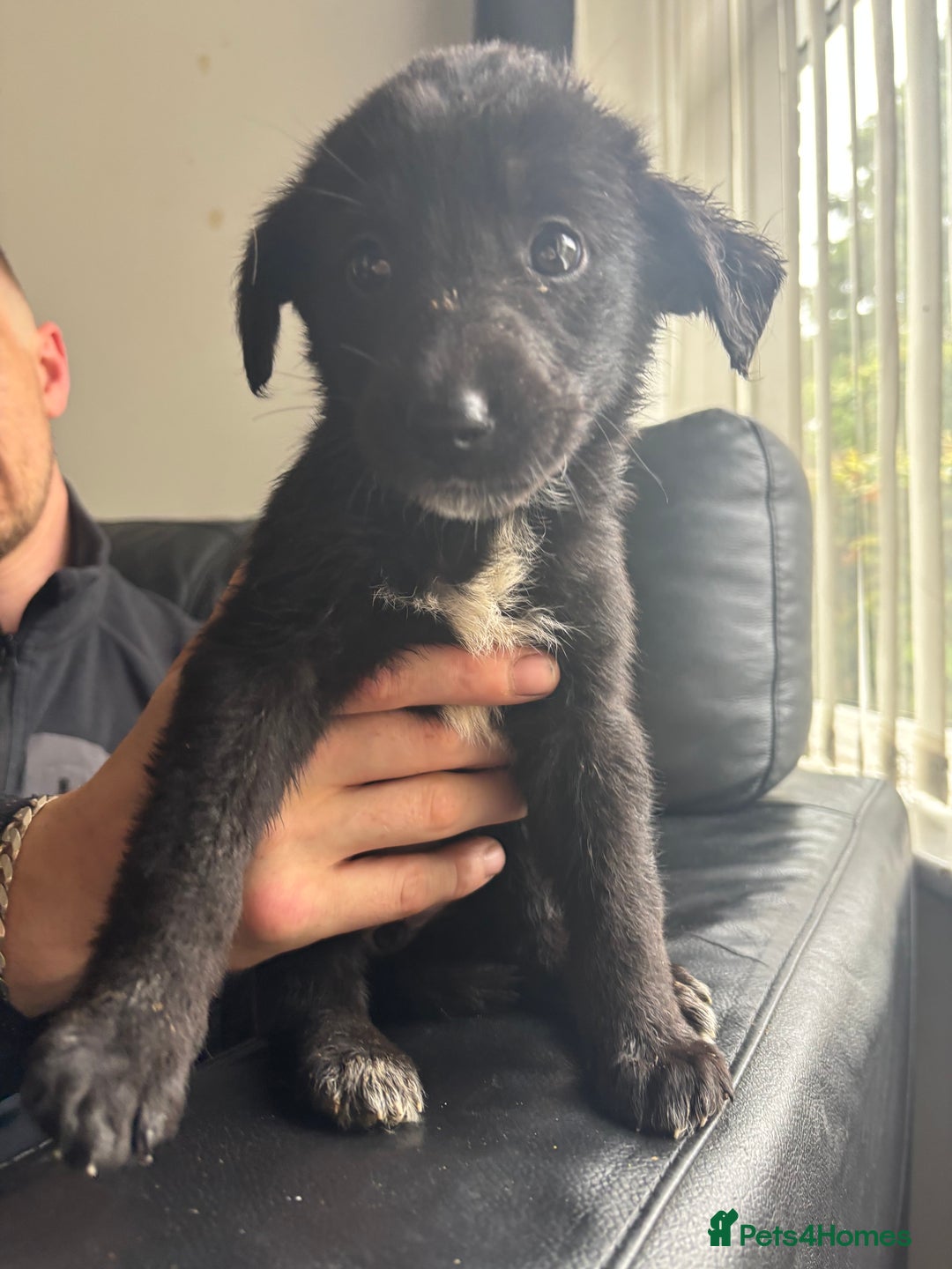 Mixed Breed dogs for sale: Belgian shepherd x German shepherd / lab - Image 2