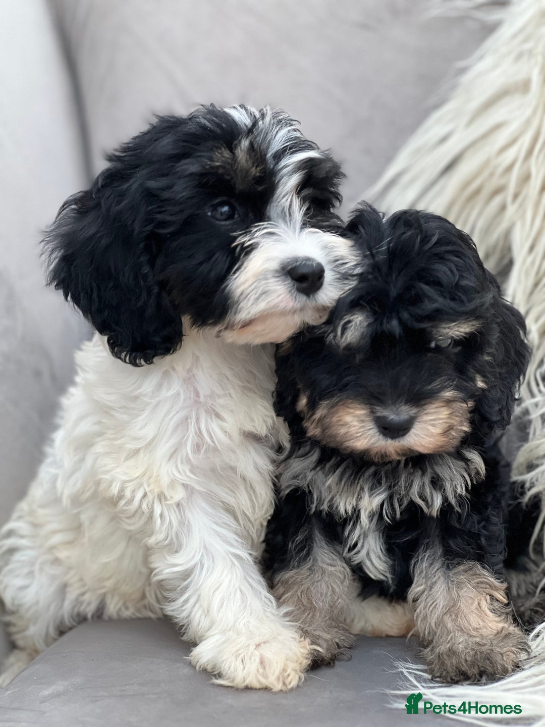 Cavapoo dogs for sale: Cavapoo female puppy - health tested - Image 4