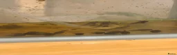 Frog reptiles for sale: Amazon milk frog tadpoles in Edinburgh - Advert 2