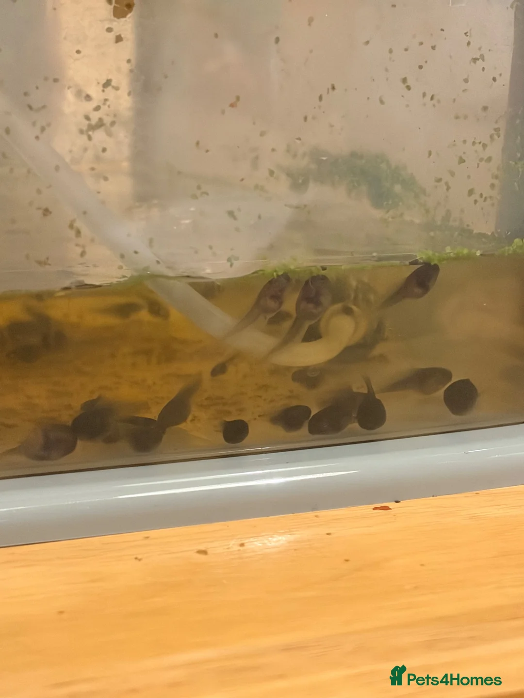 Frog reptiles for sale: Amazon milk frog tadpoles in Edinburgh - Advert 2