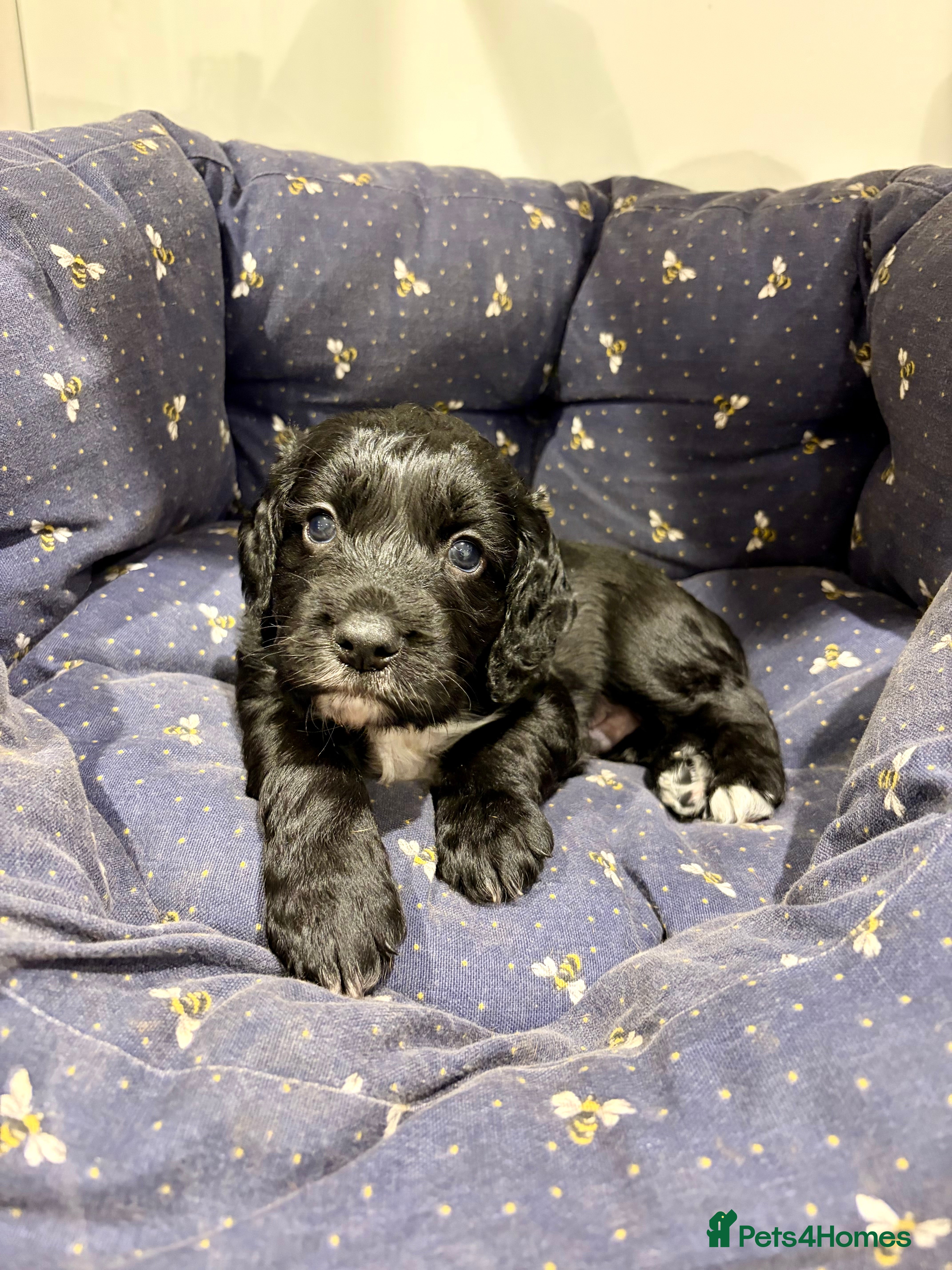 Cocker Spaniel dogs Working Cocker Spaniel Boy - Advert 1