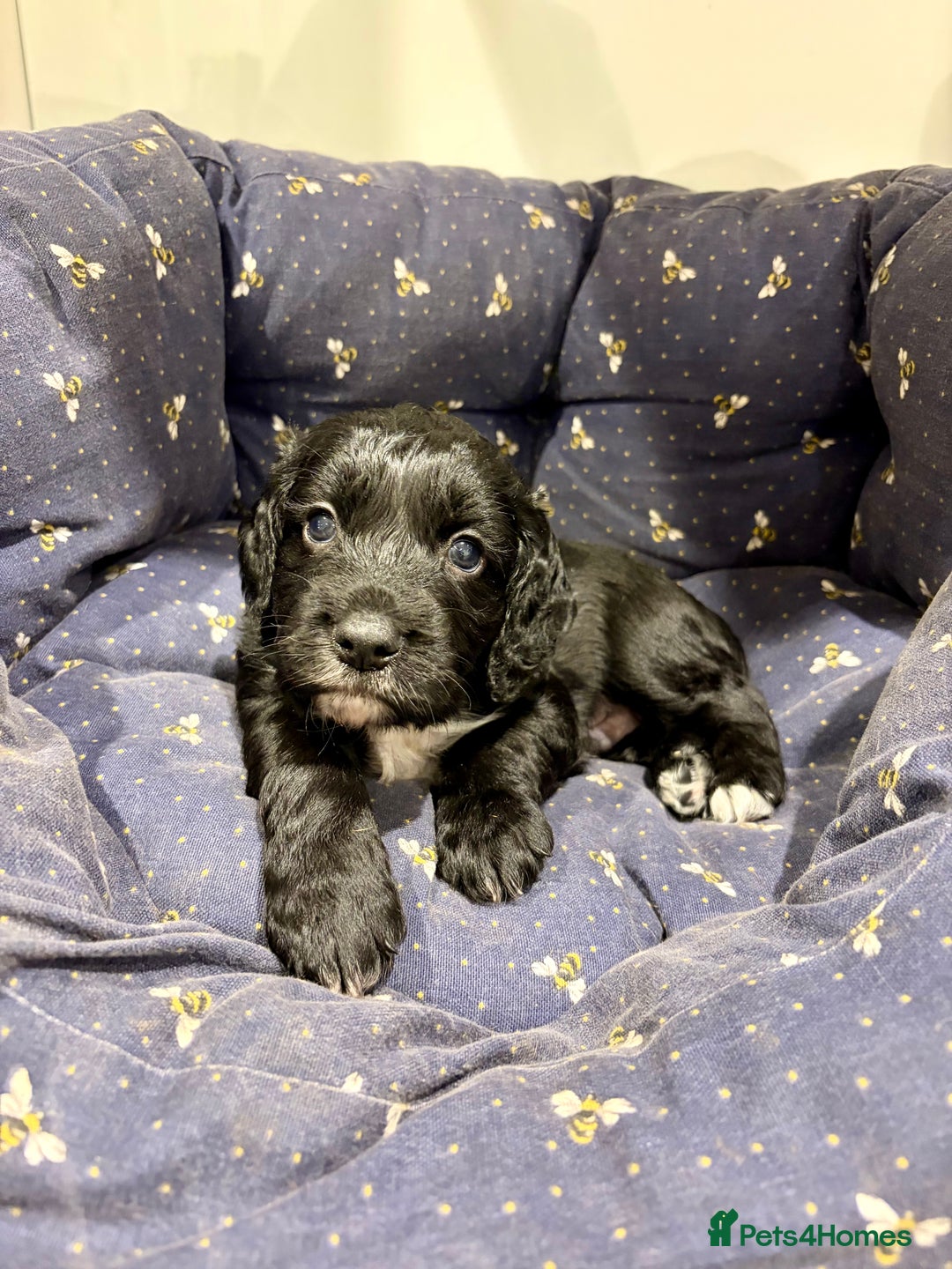 Cocker Spaniel dogs for sale: Working Cocker Spaniel Boy - Advert 1