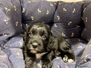 Cocker Spaniel dogs Working Cocker Spaniel Boy - Advert 1