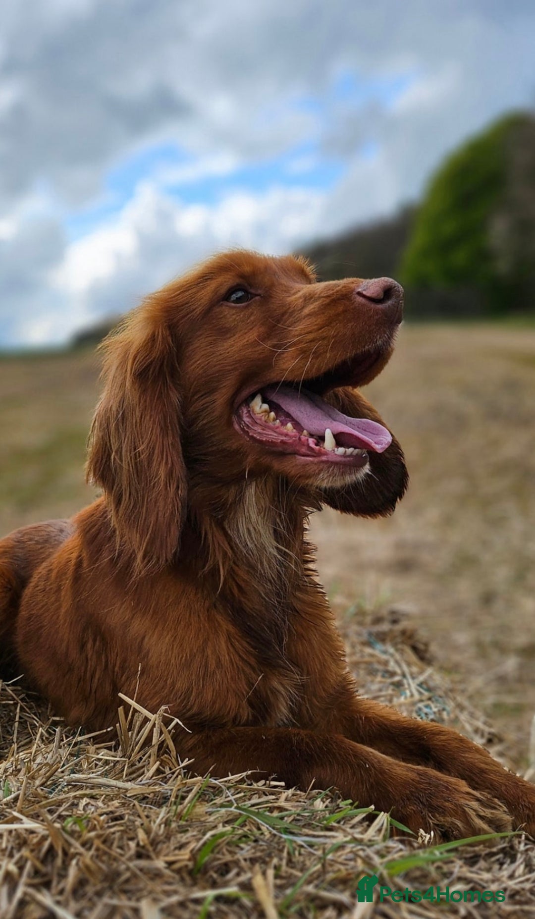 Cocker Spaniel dogs for sale: Ruby the cocker “trained and fully health checked” - Image 18