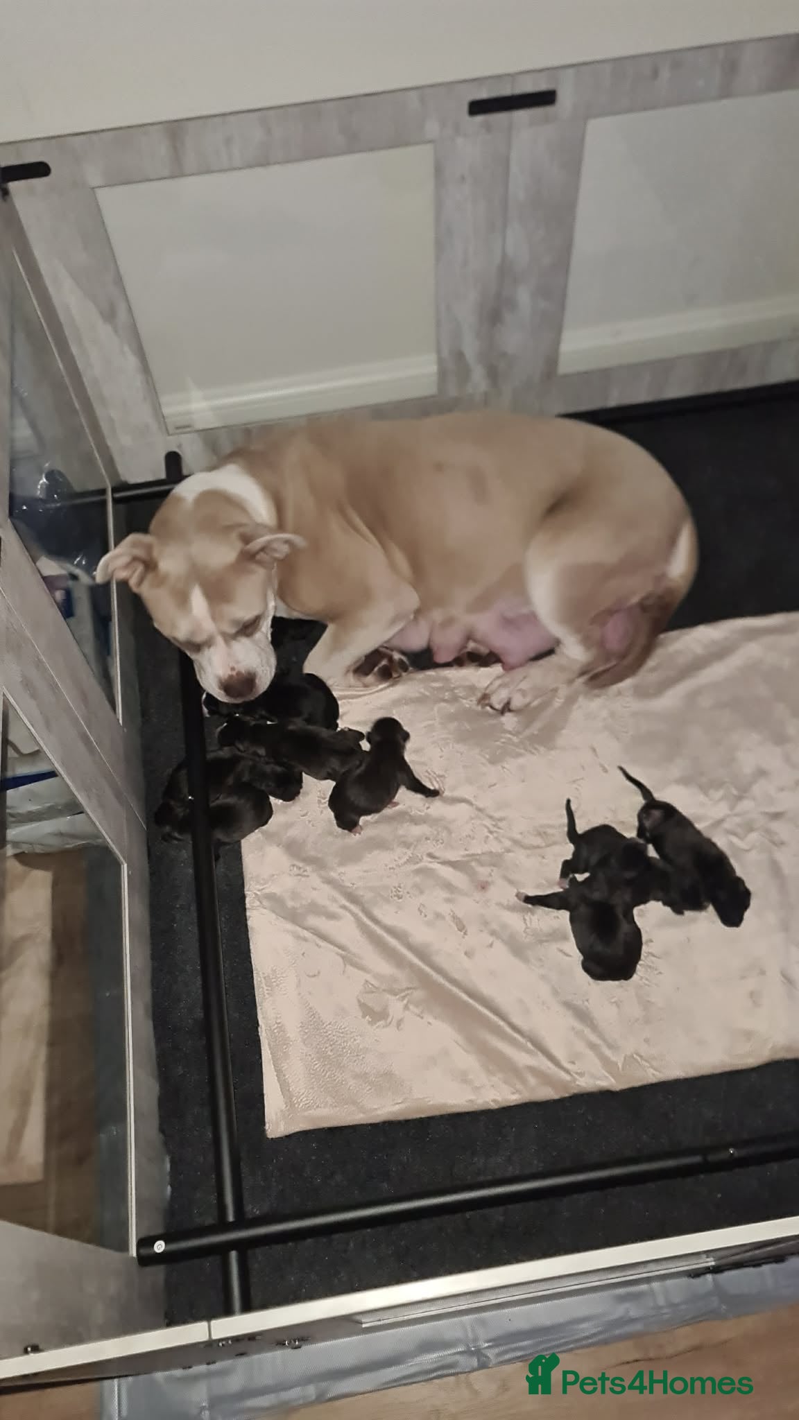 Mixed Breed dogs Bullador pups  in Stafford - Advert 1