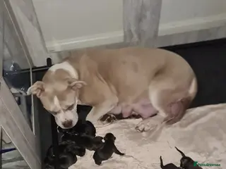 Mixed Breed dogs Bullador pups in Stafford - Advert 1