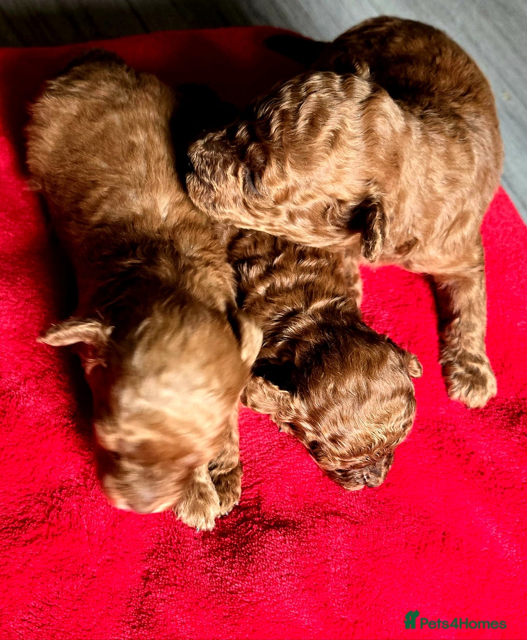 Toy Poodle dogs for sale: Adorable Toy Poodle Famiky pets  - Image 2