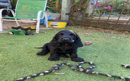 Cocker Spaniel dogs for sale: Show cocker full kc reg boy  - Image 3