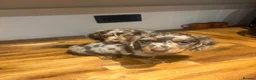Miniature Dachshund dogs for sale: Miniature long-haired Dachshund Pups  - Advert 11