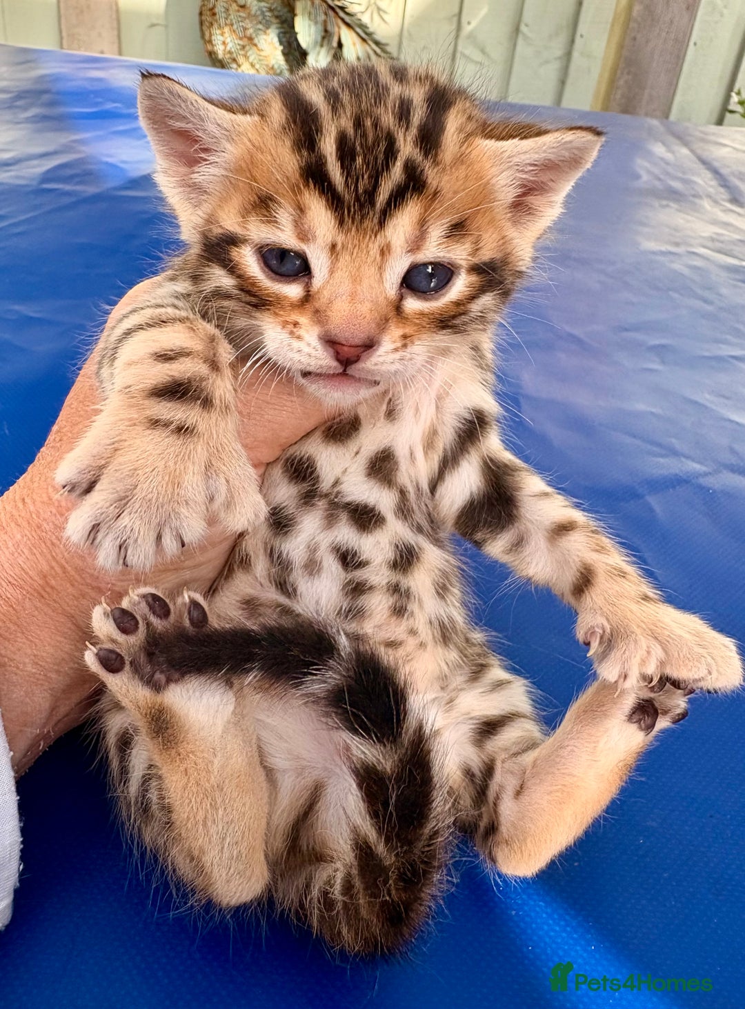 Keetso cats for sale: Stunning golden keetsos  - Image 8