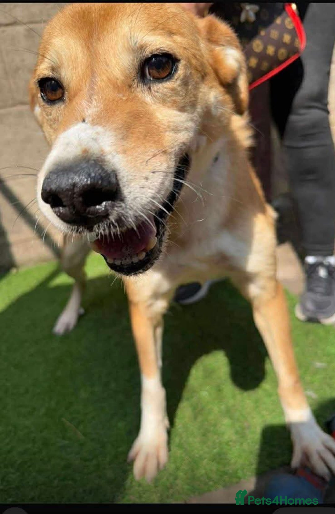 Mixed Breed dogs for adoption: Meet Wilson, currently residing in Ormskirk  - Image 6