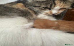 Domestic Shorthair cats for sale: Adorable Playful Kittens - Image 4