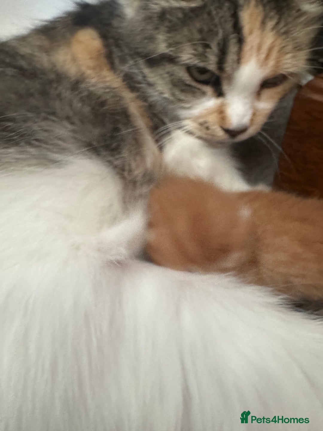Domestic Shorthair cats for sale: Adorable Playful Kittens - Image 4