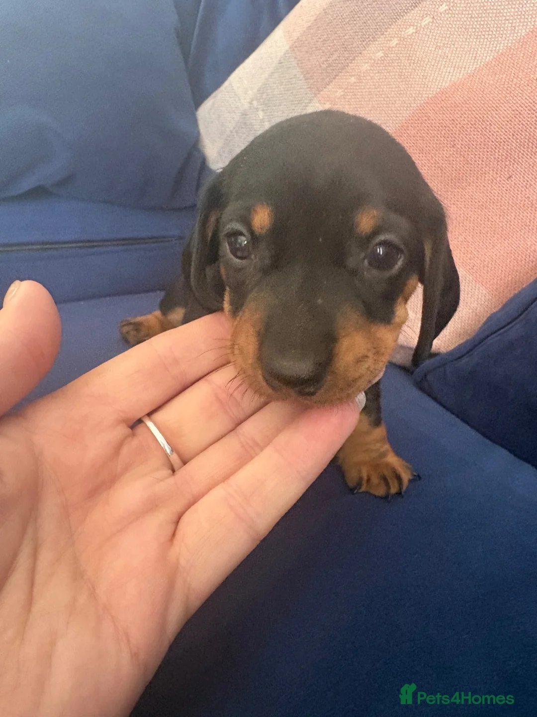 Miniature Dachshund dogs for sale: Mini dachshund puppies  - Advert 10