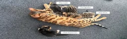 Bengal cats for sale: Stunning Bengal Kittens in London - Advert 1