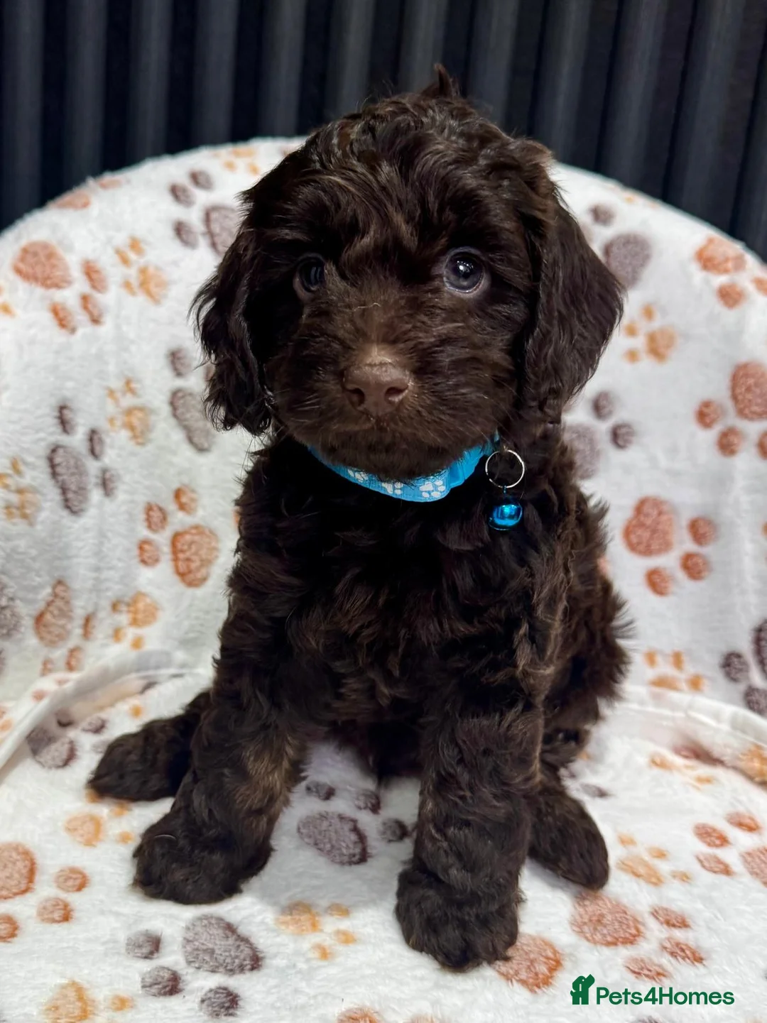 Cockapoo dogs for sale: Chocolate Phantom Cockapoo Puppies - Advert 28