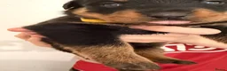 Rottweiler dogs for sale: Beautiful KC Rottweiler Pups for sale Essex £1500 - Advert 6