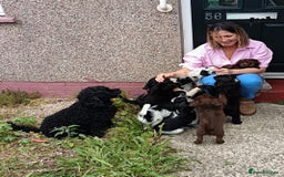 Mixed Breed dogs for sale: Pomapoo puppies  - Image 8