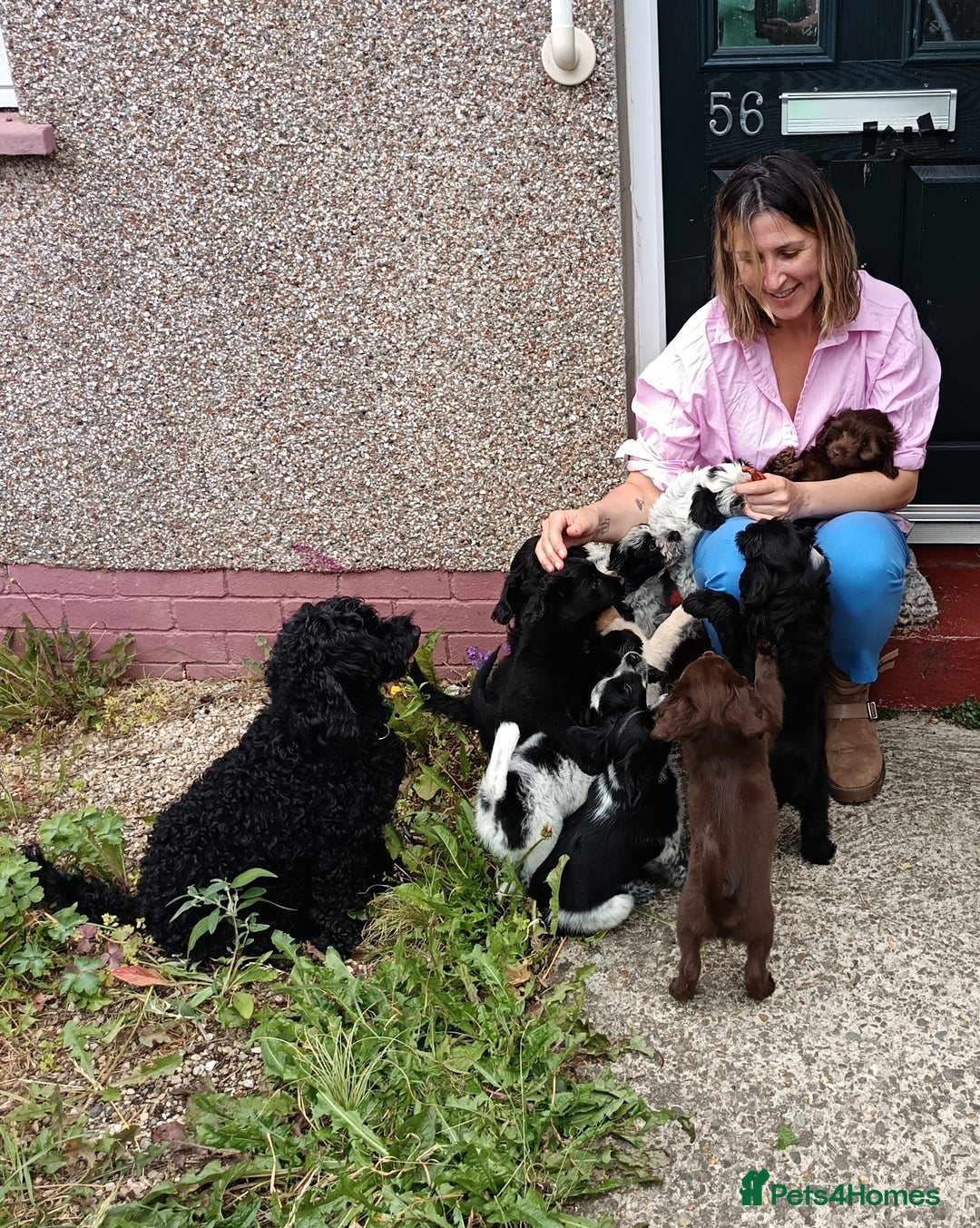 Mixed Breed dogs for sale: Pomapoo puppies  - Image 8