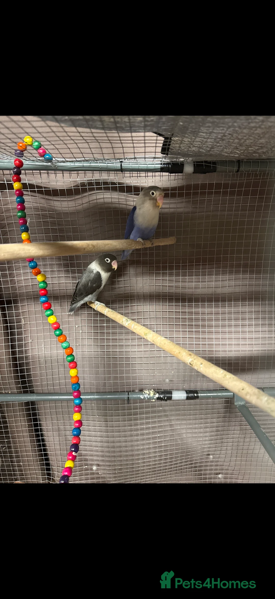 Lovebirds birds for sale: 2 Female  - Advert 1