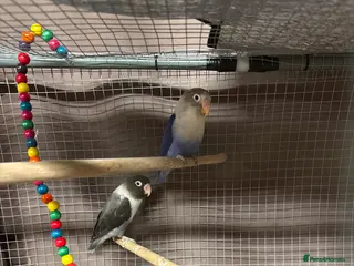 Lovebirds birds 2 Female - Advert 1