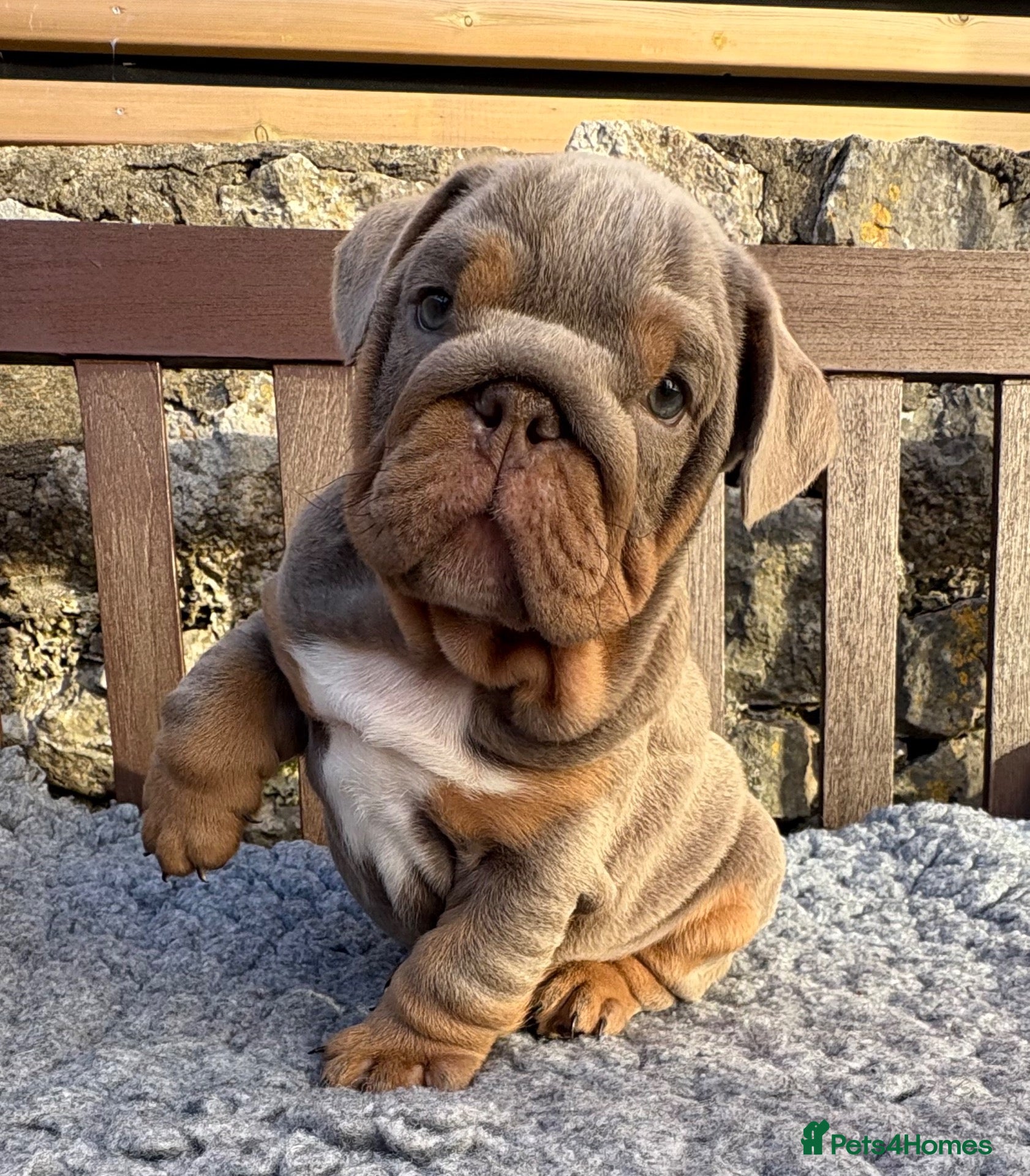 English Bulldog dogs Ready today! English bulldog puppies - Advert 1