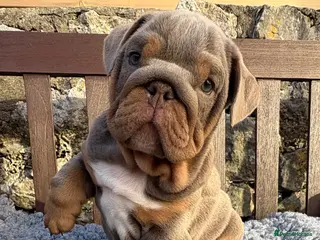 English Bulldog dogs Ready today! English bulldog puppies - Advert 1