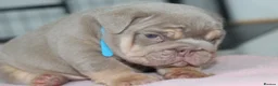 English Bulldog dogs for sale: ⭐️⭐️⭐️ EXCEPTIONAL ENGLISH BULLDOG PUPPIES ⭐️⭐️⭐️ - Advert 2