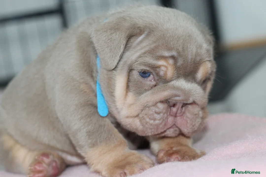 English Bulldog dogs for sale: ⭐️⭐️⭐️ EXCEPTIONAL ENGLISH BULLDOG PUPPIES ⭐️⭐️⭐️ - Advert 2