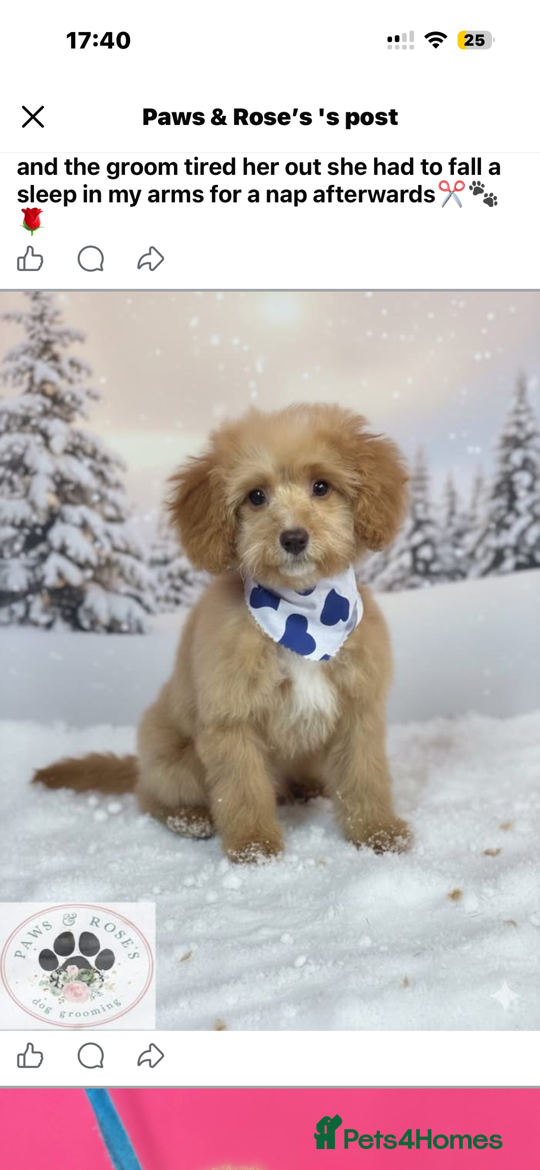 Cockapoo dogs for sale: mini cockapoo female  - Advert 2