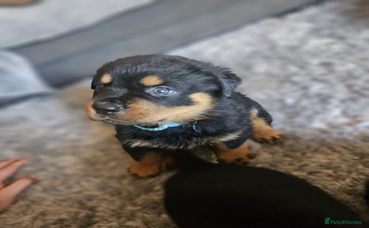 Rottweiler dogs - Advert 2