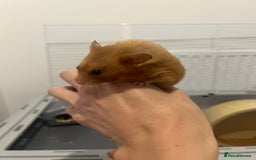 Chinchilla rodents for sale: Hamster Syrian and Full set up!  - Image 8