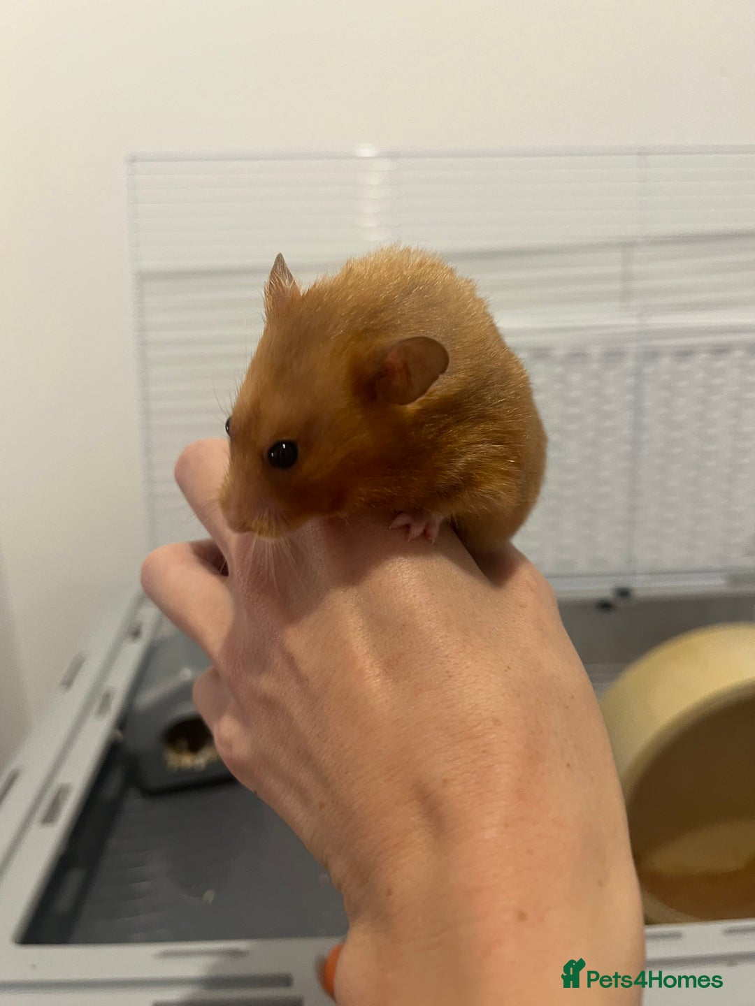 Chinchilla rodents for sale: Hamster Syrian and Full set up!  - Image 8