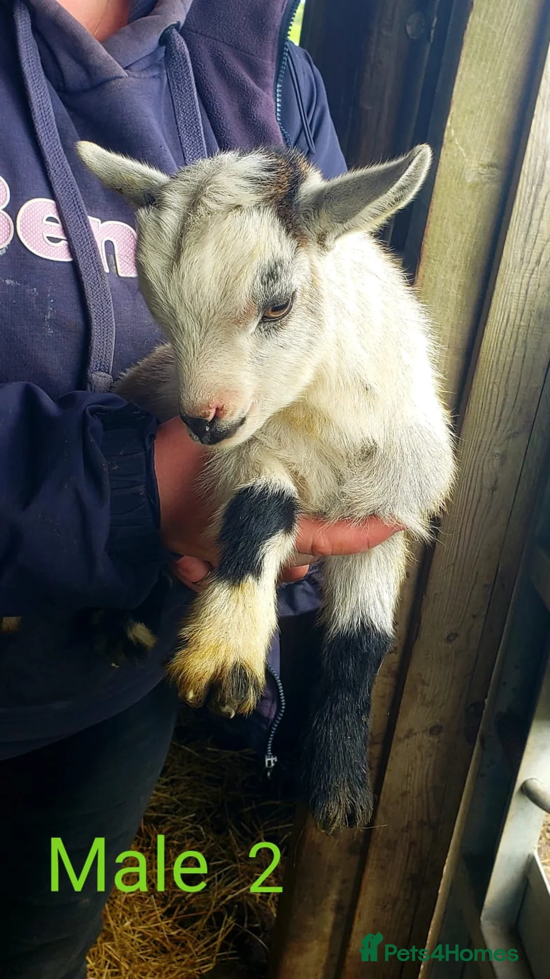 Goats livestock for sale: Pygmy goats  in Rotherham - Advert 2