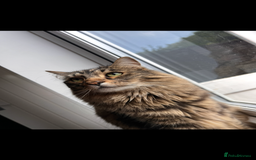 Norwegian Forest Cat cats for sale: Neo - Norwegian Forest cat / Dom long hair - Image 2