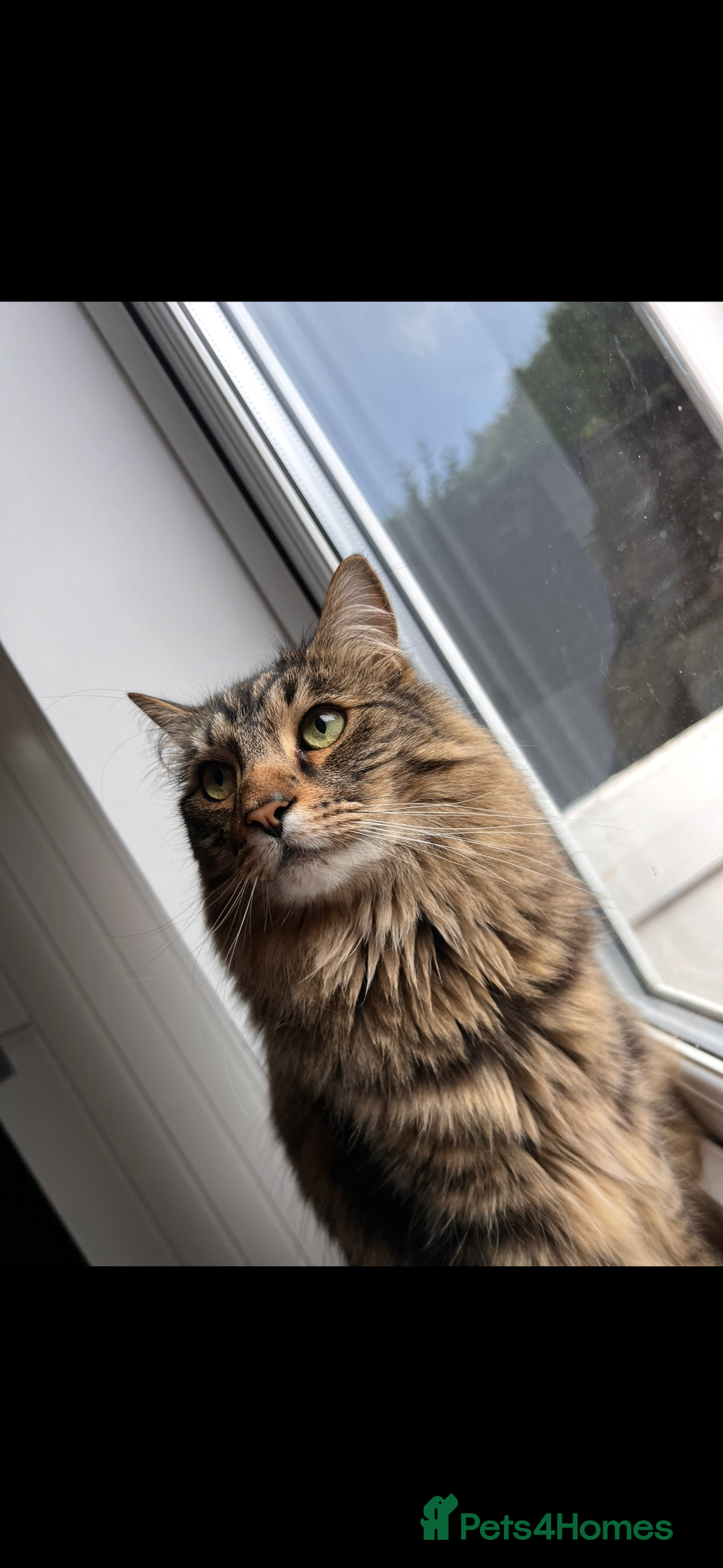 Norwegian Forest Cat cats for sale: Neo - Norwegian Forest cat / Dom long hair - Image 2