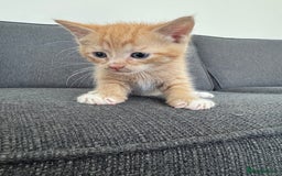 British Longhair cats for sale: 1 boy (black) 3 girls  - Image 4