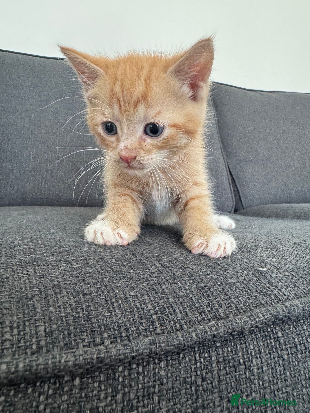 British Longhair cats for sale: 1 boy (black) 3 girls  - Image 4