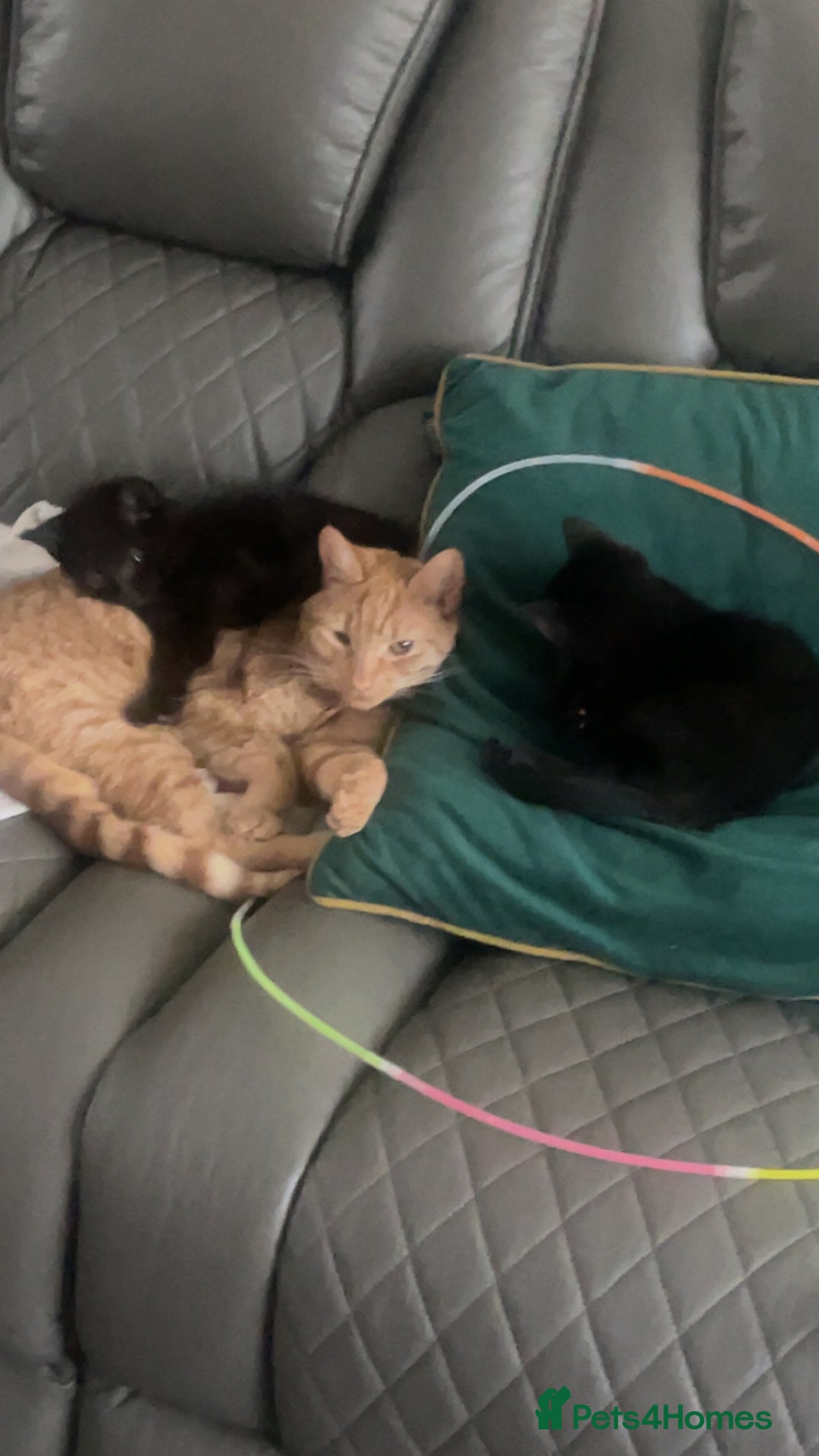 Bombay cats for sale: Girl black short hair cats  - Advert 1