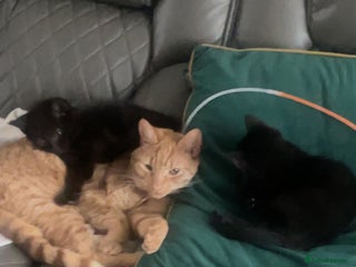 Bombay cats Girl black short hair cats - Advert 15