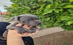 Staffordshire Bull Terrier dogs for sale: Blue Staffordshire puppies - Image 6