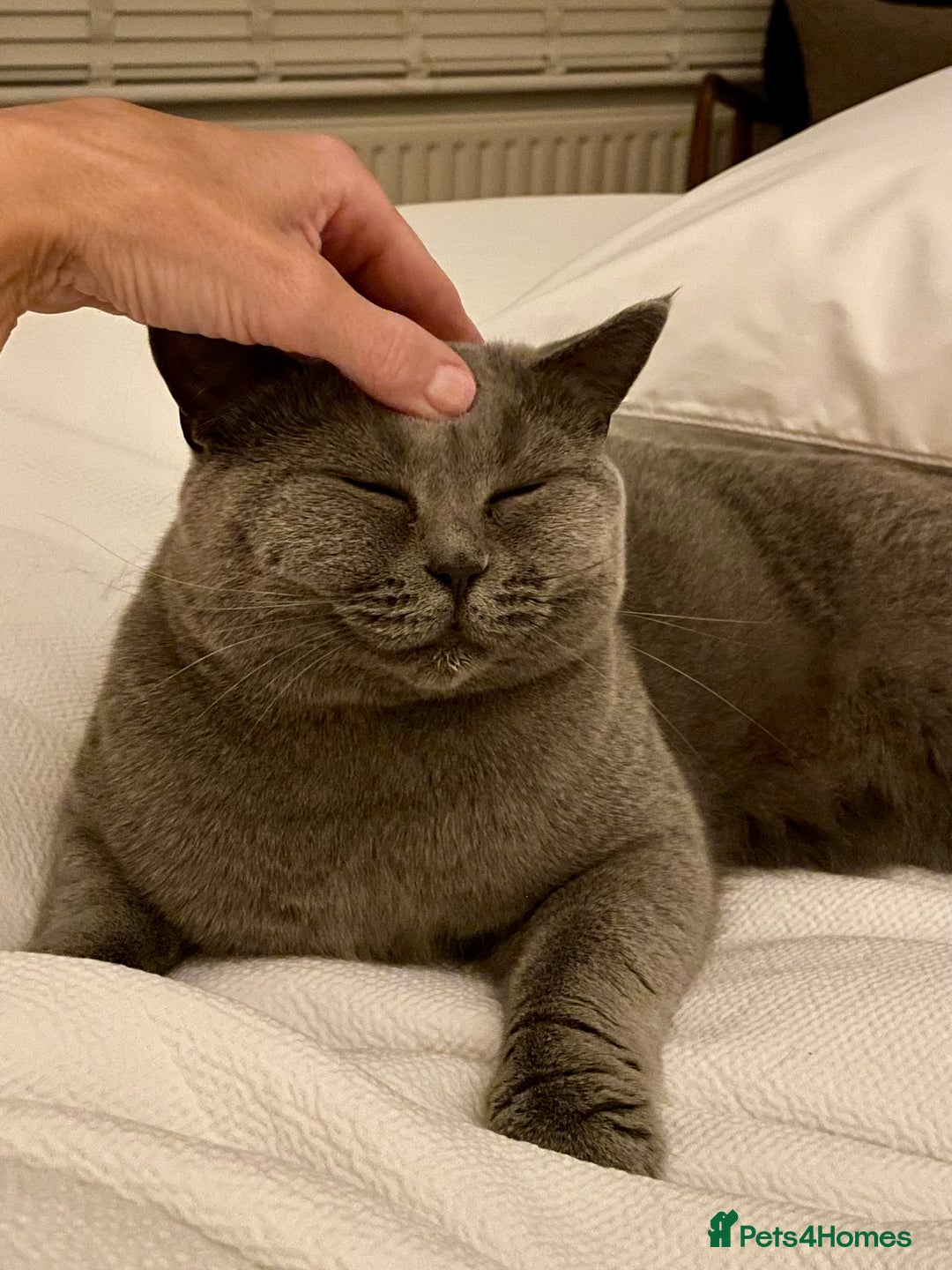 British Shorthair cats for sale: Beautiful & Friendly British Shorthair Girl - Advert 2